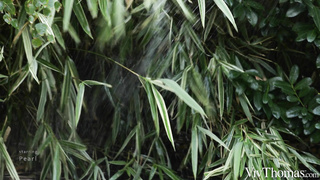 VivThomas Stacy Cruz And Pearl Playful Touch WRB