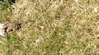 Variableframe Videos