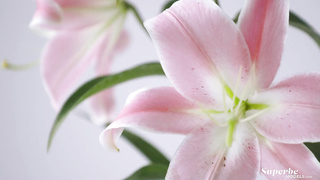 SuperbeModels Brianna Wolf Flower Study