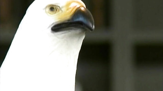 Up (2007) Falcon International