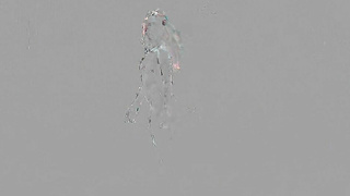 Nubiles Violet Prydz Wet And Wild